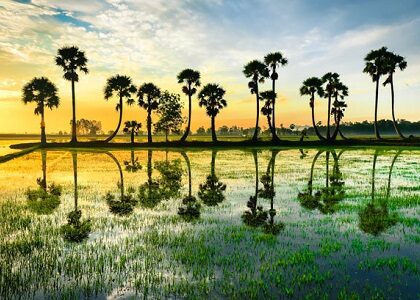 Les palmiers sucres au Cambodge Tamtours