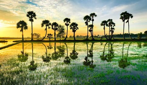 Les palmiers sucres au Cambodge Tamtours